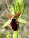 Ophrys promontorii